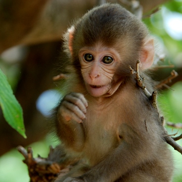 Arashiyama monkey