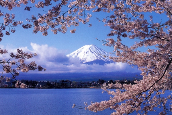 Sakura with Mt. Fuji at Lake Kawaguchi-ko