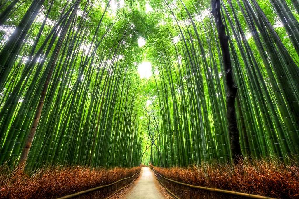 Arashiyama bamboo groove