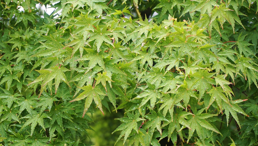 Japanese maples - so pretty!