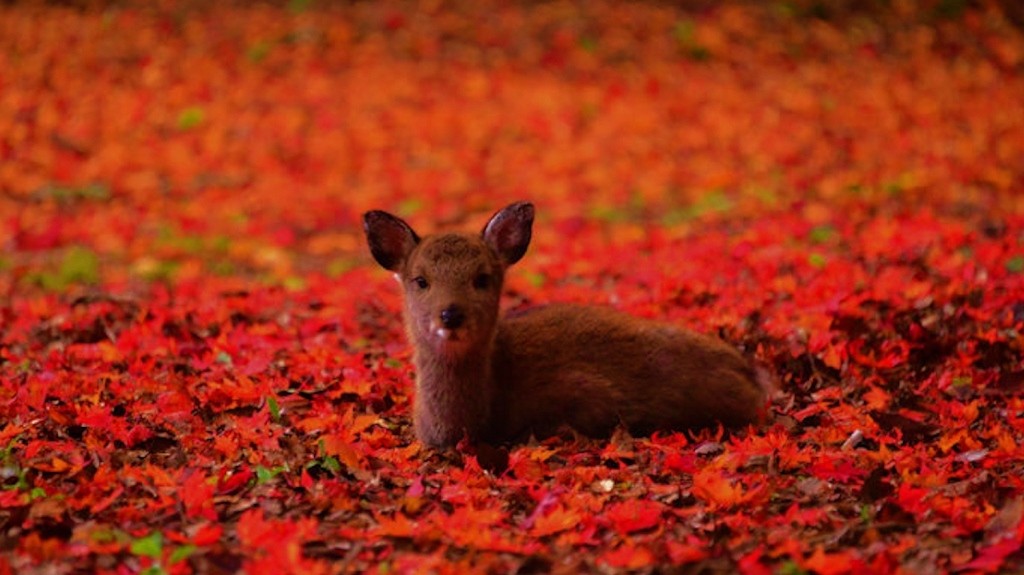 Deer on Miyajima Island in Fall leaves