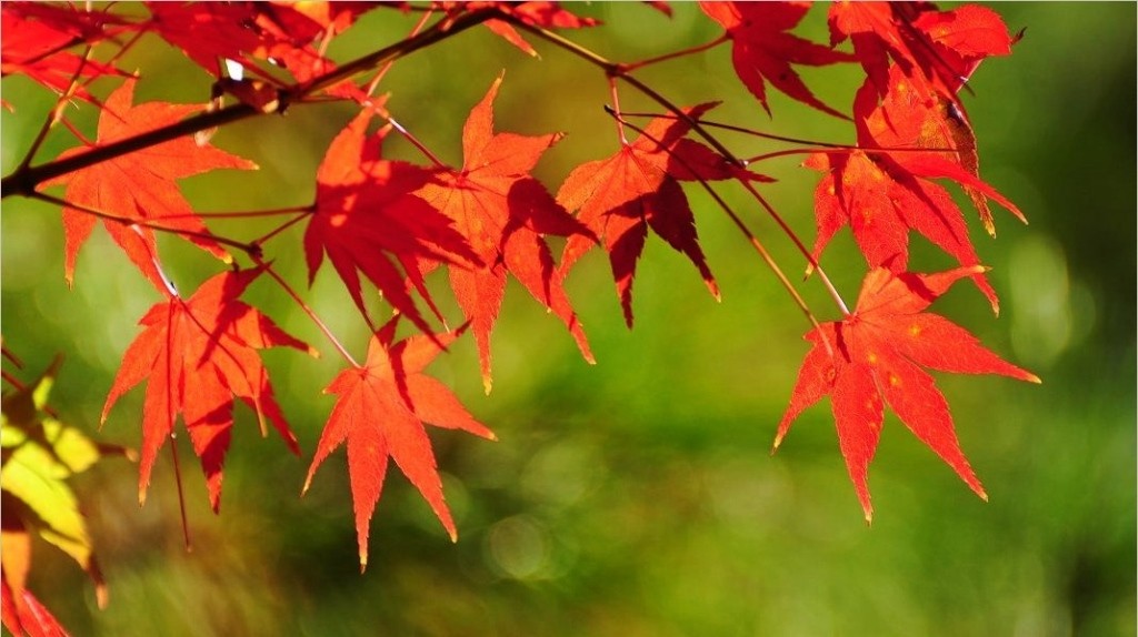 The beautiful maple leaves turning to red in Fall